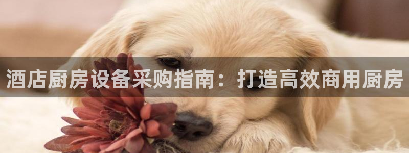 尊龙人生就是博手机版下载：酒店厨房设备采购指南：打造高效商用